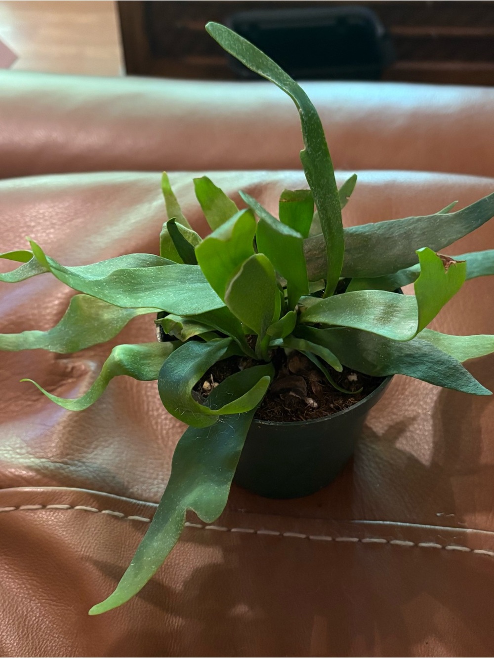 Netherlands Platycerium Staghorn Fern Live Plant